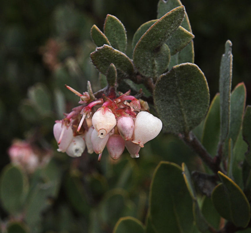 Arctostaphylos canescens ssp. canescens