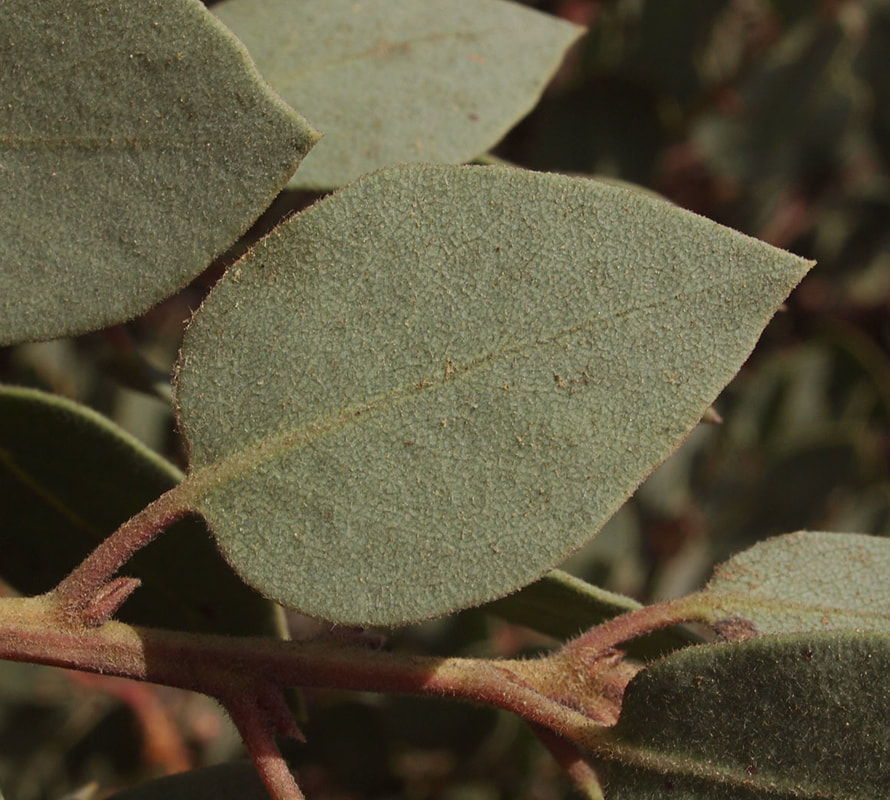 Arctostaphylos canescens ssp. sonomensis