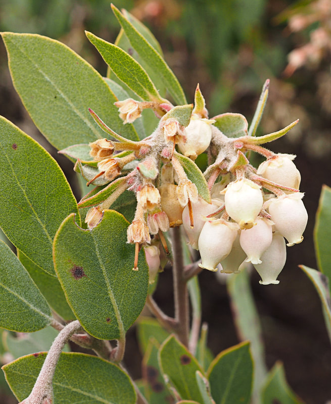 Arctostaphylos canescens ssp. sonomensis - Sonoma Canescent Manzanita