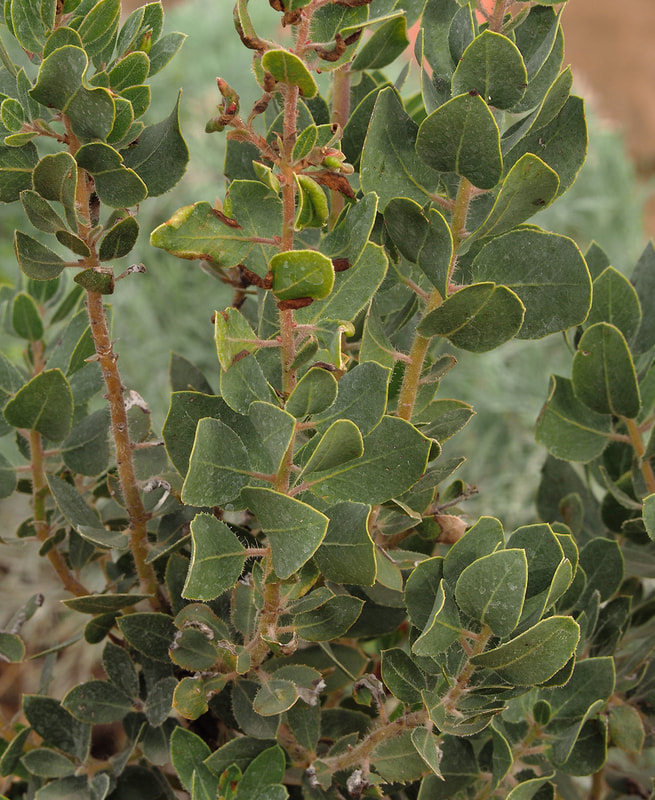 Arctostaphylos catalinae - Catalina Island Manzanita