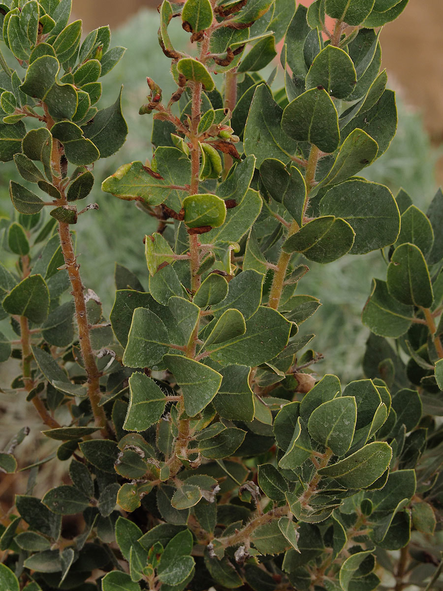 Arctostaphylos catalinae