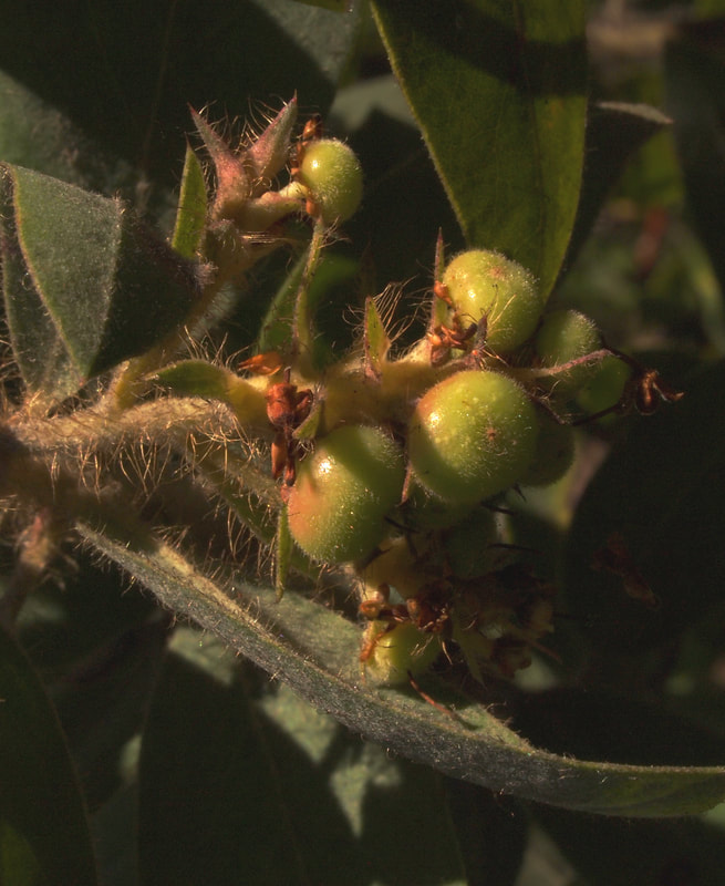 Arctostaphylos columbiana - Columbia Manzanita