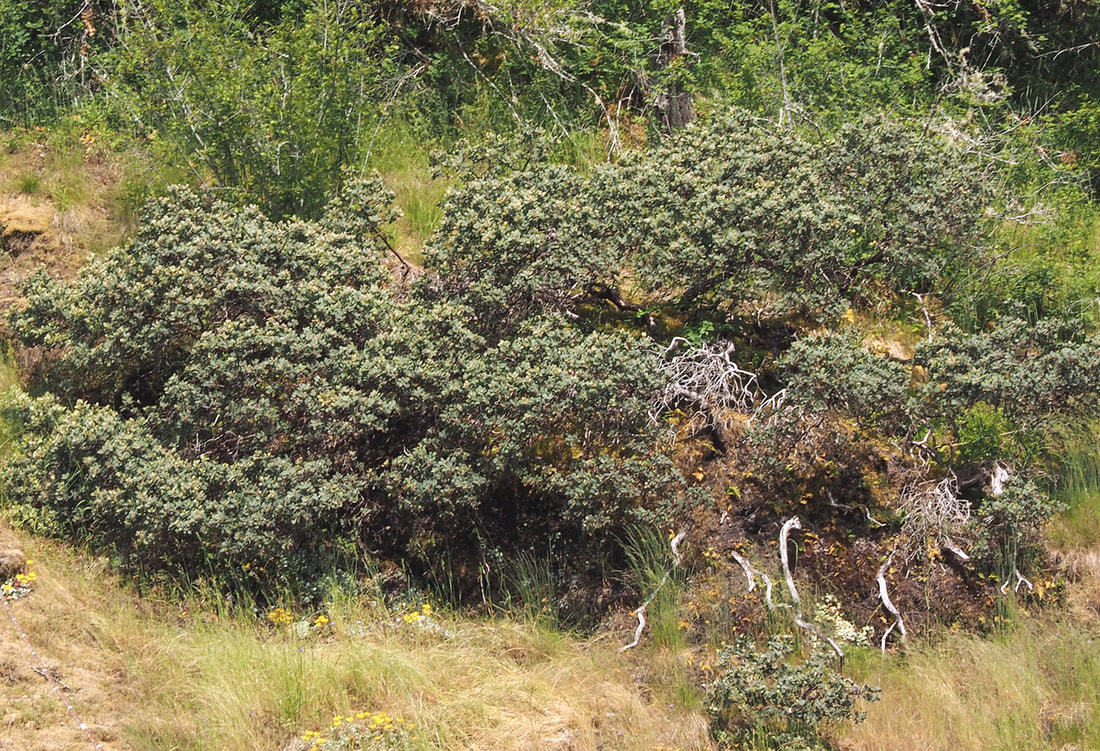 Arctostaphylos columbiana