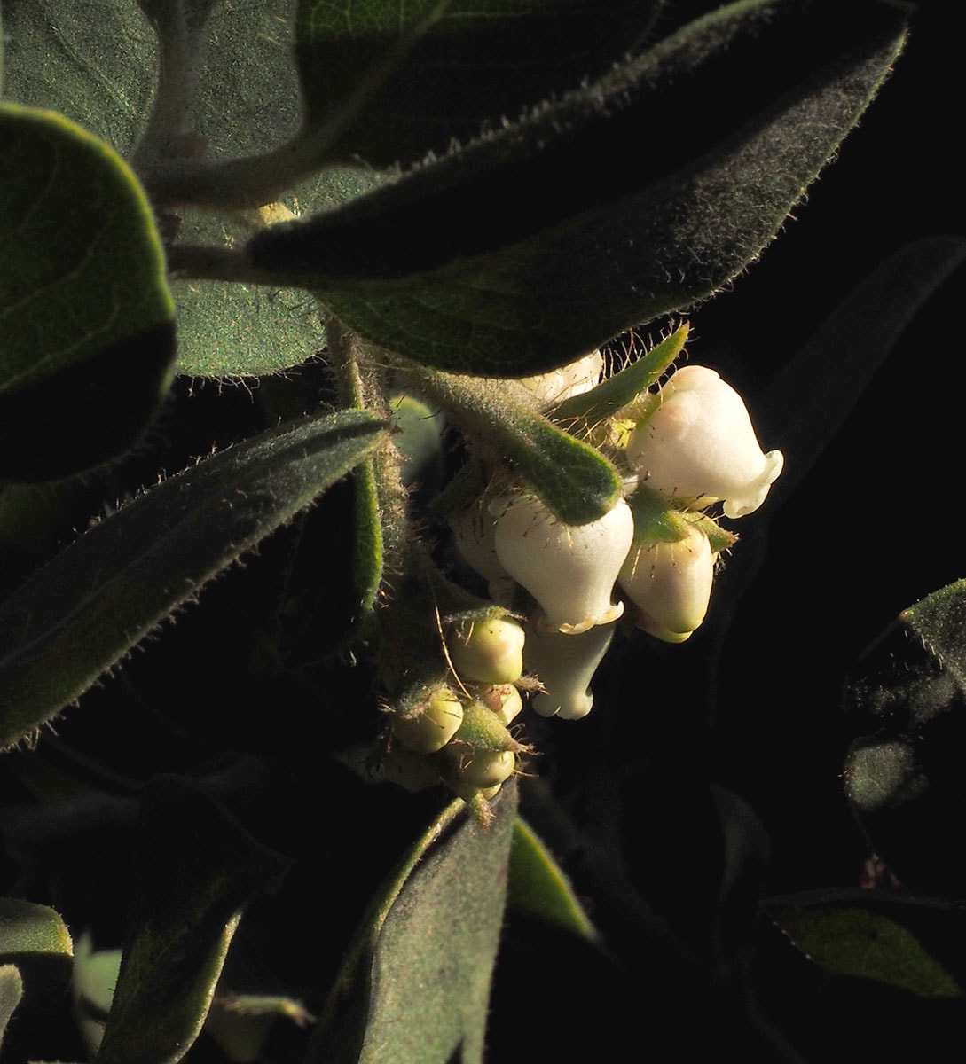 Arctostaphylos confertiflora
