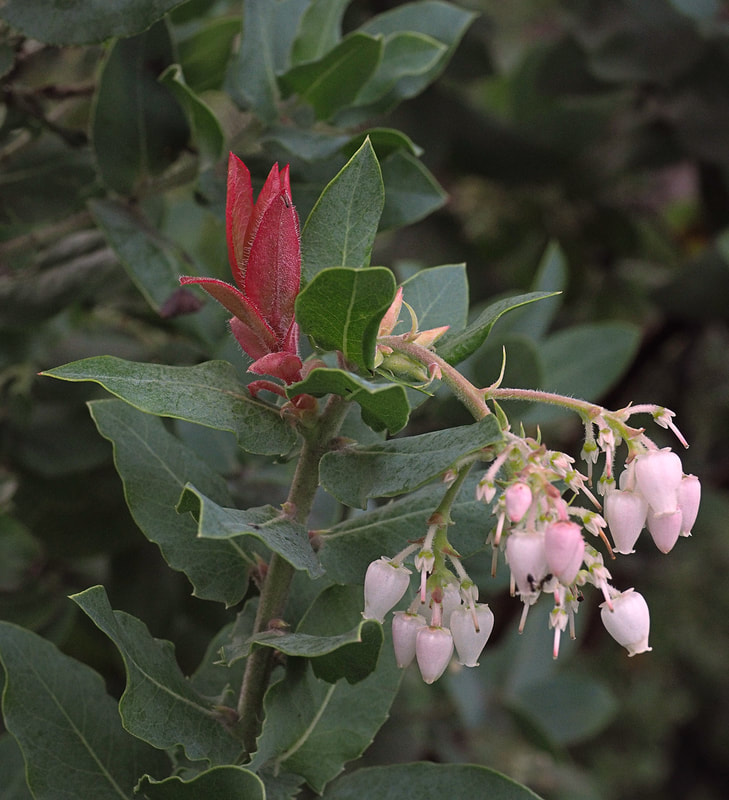 Arctostaphylos crustacea ssp. crinita