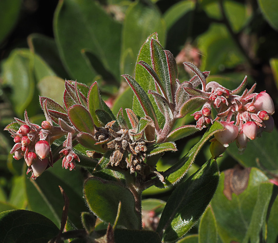 Arctostaphylos crustacea ssp. crustacea