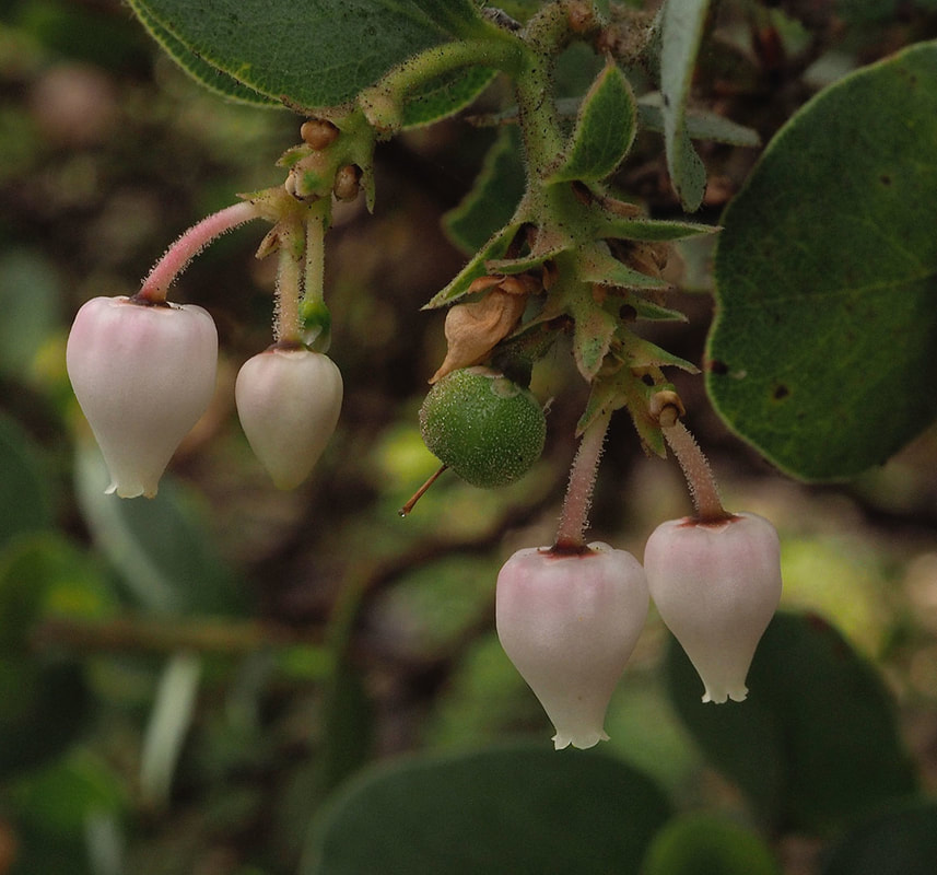 Arctostaphylos crustacea ssp. rosei