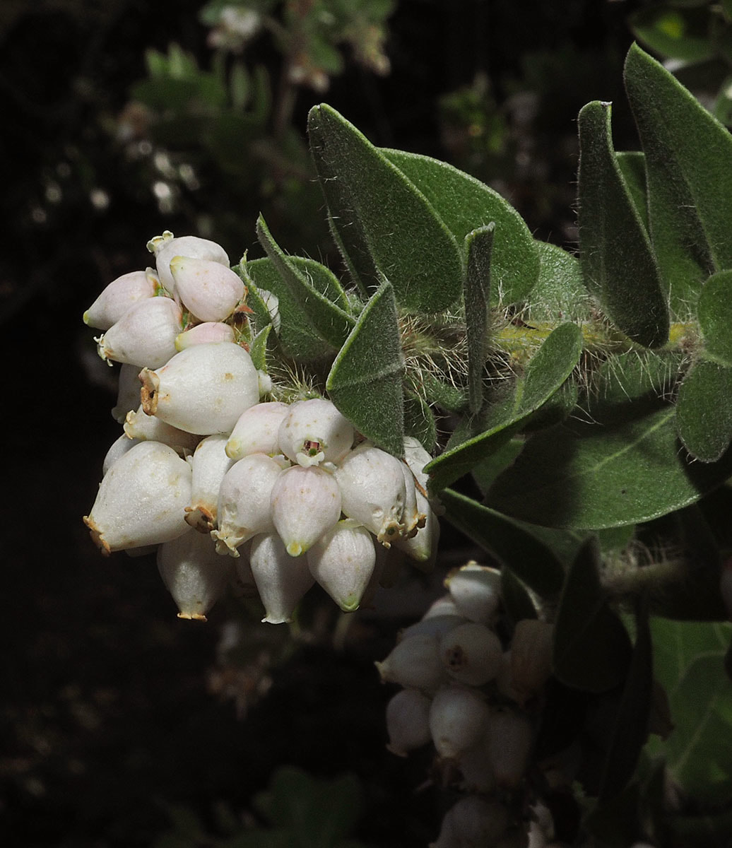 Arctostaphylos crustacea ssp. subcordata