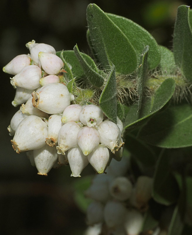 Arctostaphylos crustacea ssp. subcordata - Santa Cruz Island Manzanita