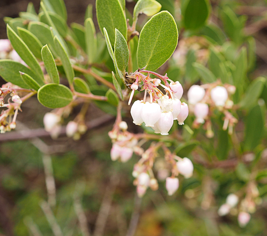 Arctostaphylos densiflora