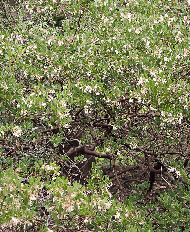 Arctostaphylos densiflora - Vine Hill Manzanita