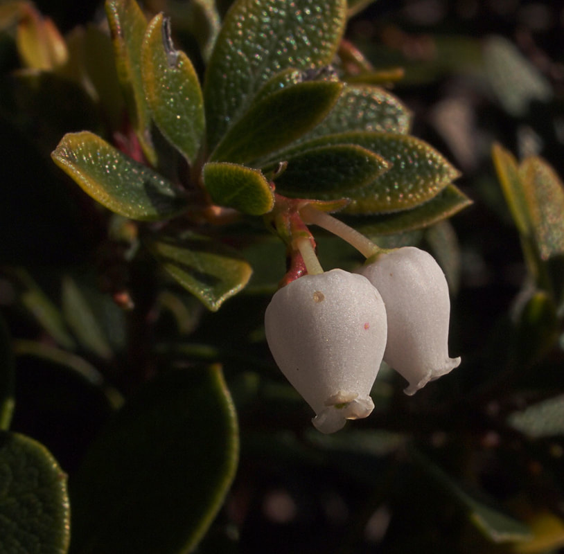Arctostaphylos edmundsii