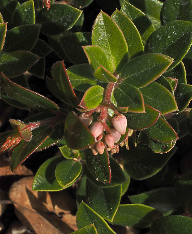 Arctostaphylos edmundsii  - Little Sur Manzanita