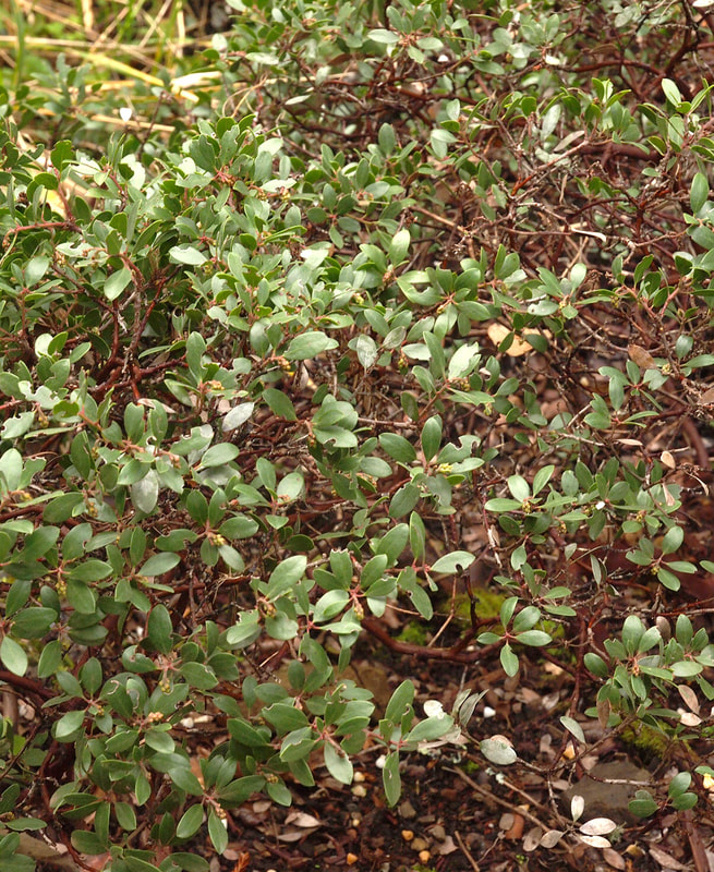 Acrostaphylos franciscana - Franciscan Manzanita
