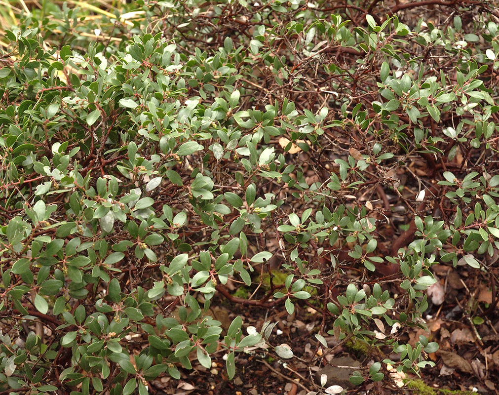 Arctostaphylos franciscana