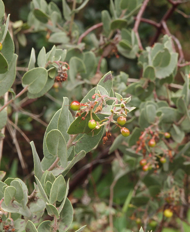 Arctostaphylos gabilanensis - Gabilan Manzanita