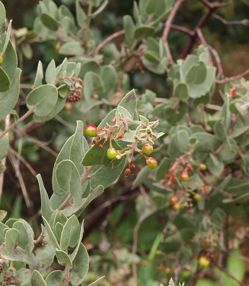 Arctostaphylos gabilanensis