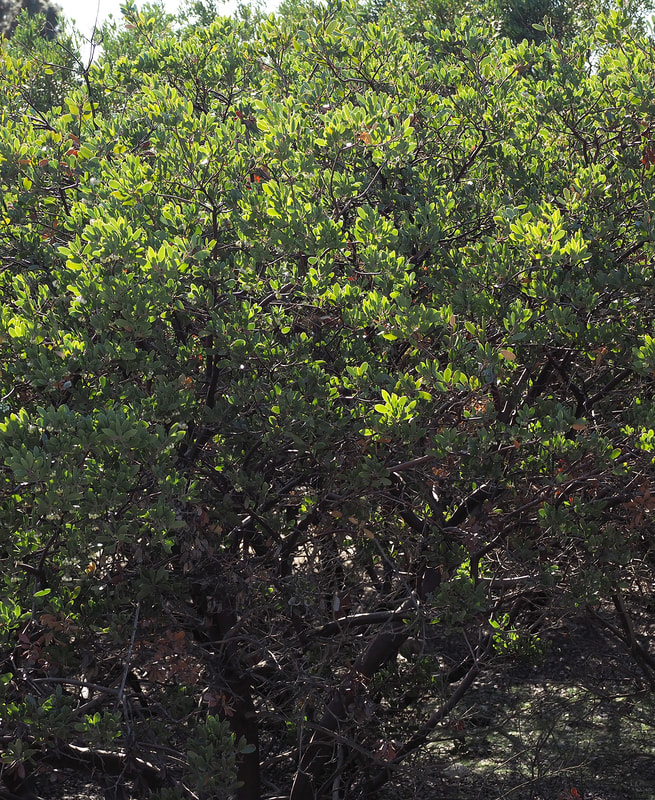 Arctostaphylos glandulosa ssp. adamsii - Adam's Manzanita