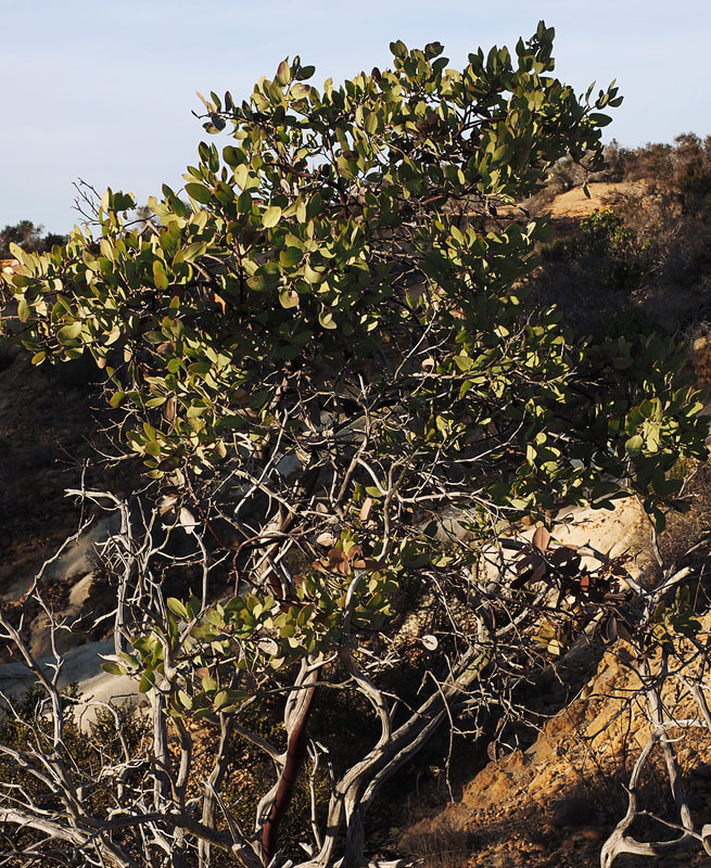 Arctostaphylos glandulosa ssp. crassifolia - Del Mar Manzanita