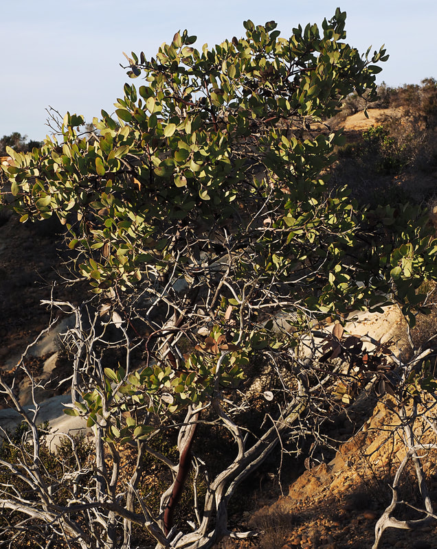 Arctostaphylos glandulosa ssp. crassifolia