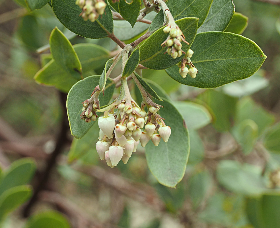 Arctostaphylos glandulosa ssp. cushingiana