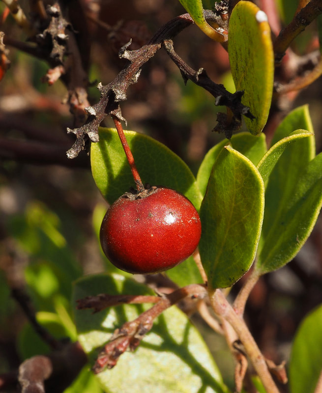 Arctostaphylos glandulosa ssp. glandulosa - Eastwood Manzanita