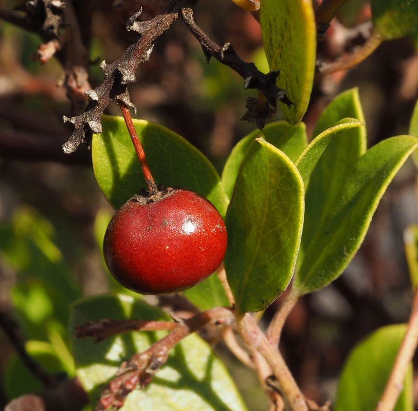 Arctostaphylos glandulosa ssp. glandulosa