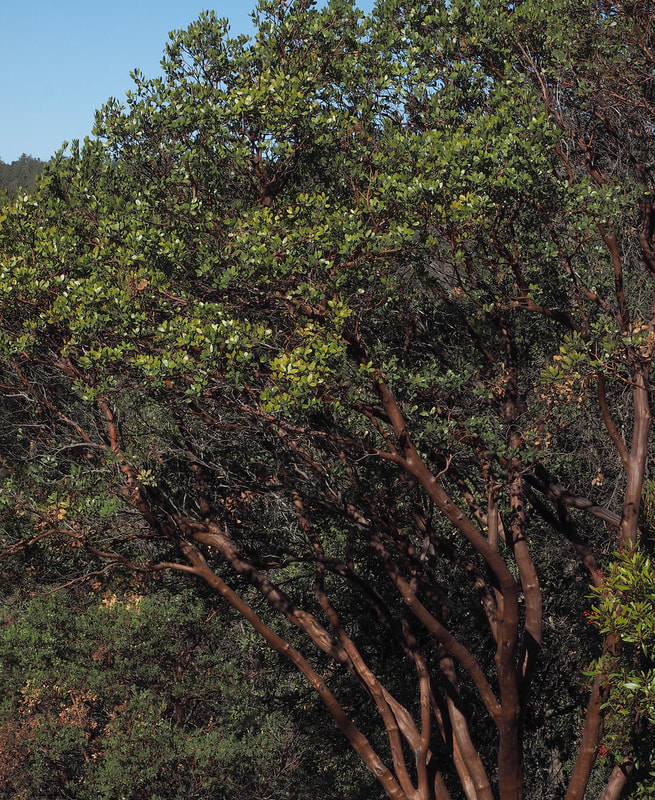 Arctostaphylos glauca - Big berry Manzanita