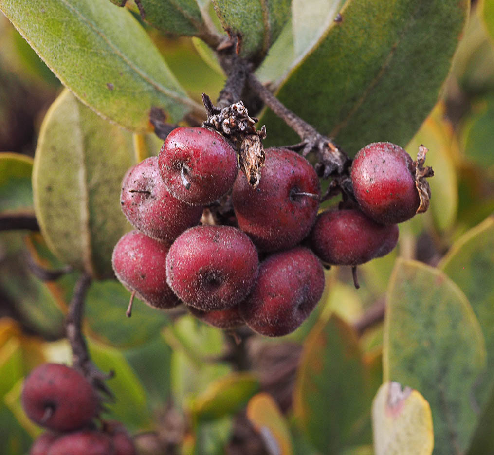 Arctostaphylos hispidula