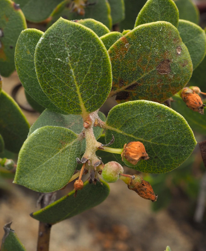 Arctostaphylos hookeri ssp. hearstiorum - Hearst's Manzanita 