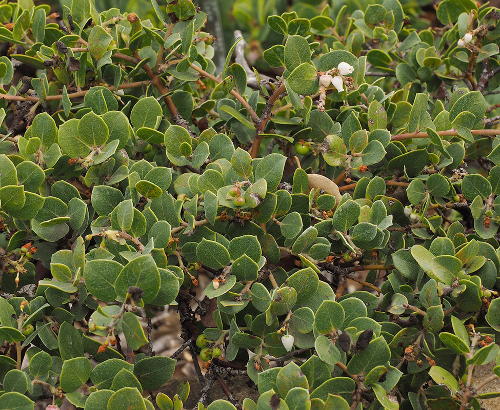 Arctostaphylos hookeri ssp. hearstiorum