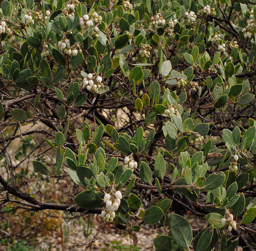 Arctostaphylos hookeri ssp. hookeri