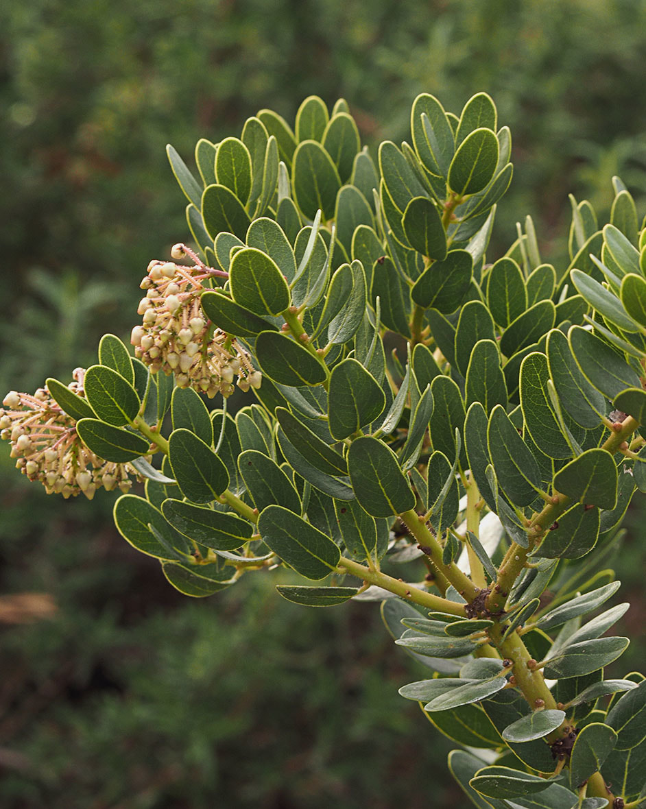 Arctostaphylos insularis