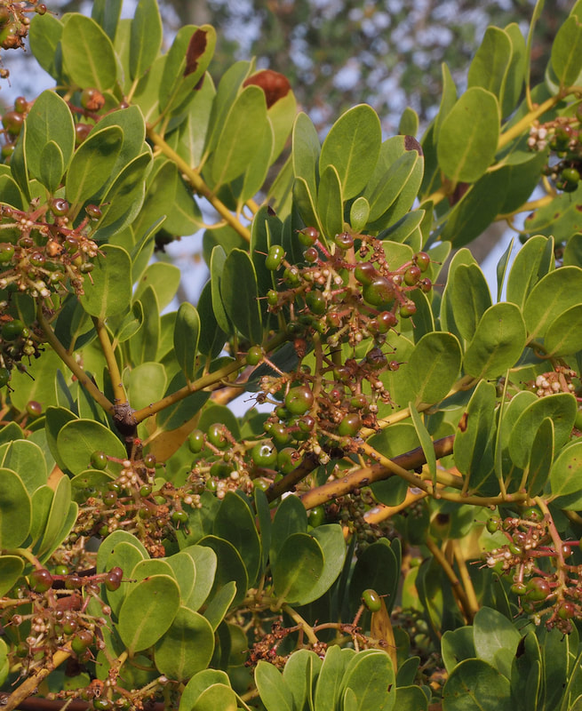 Arctostaphylos insularis - Island Manzanita