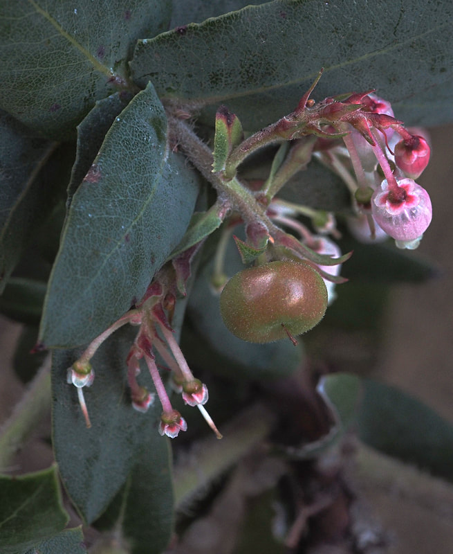 Arctostaphylos luciana - Santa lucia Manzanita