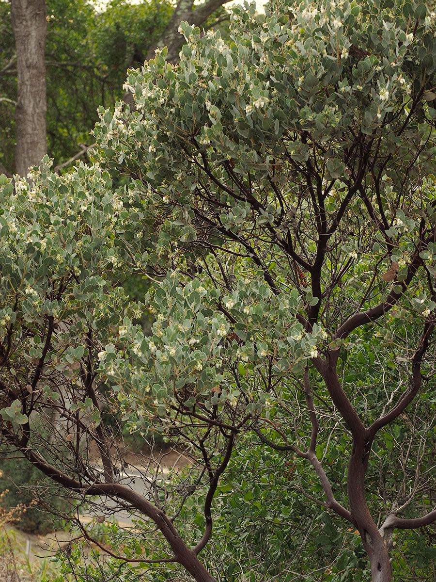 Arctostaphylos luciana