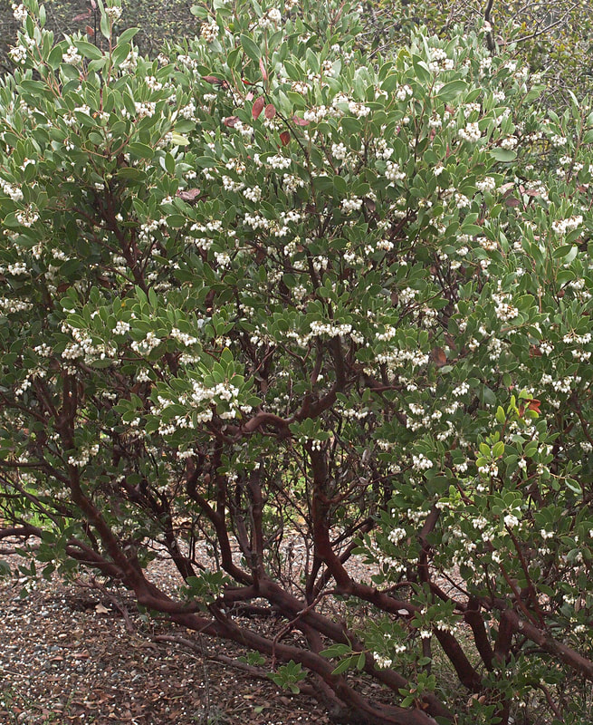 Arctostaphylos manzanita ssp. laevigata - Contra Costa Manzanita
