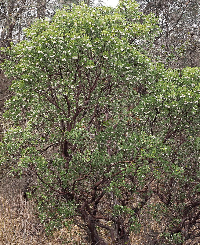 Arctostaphylos manzanita ssp. manzanita - Common Manzanita