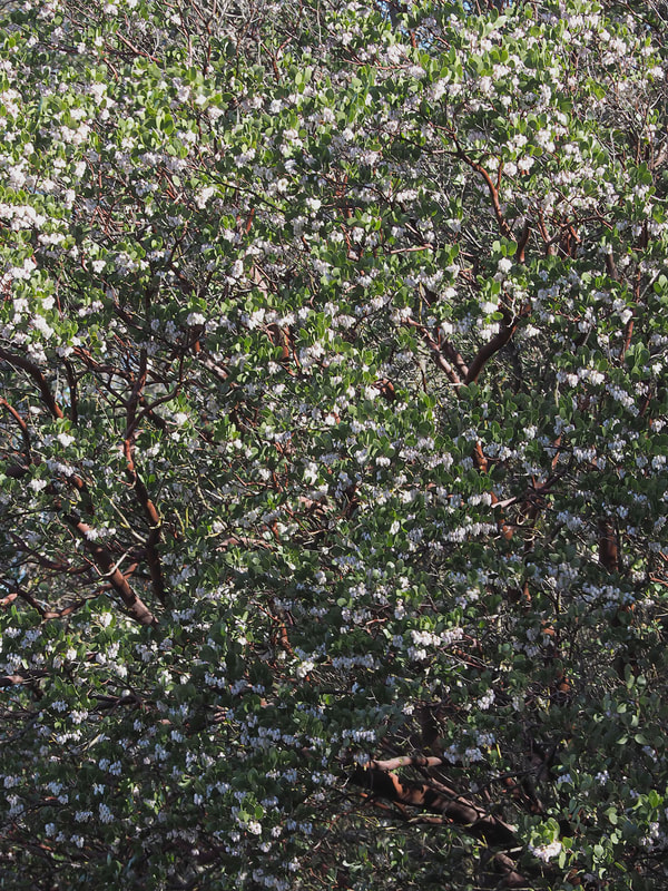Arctostaphylos manzanita ssp. roofii