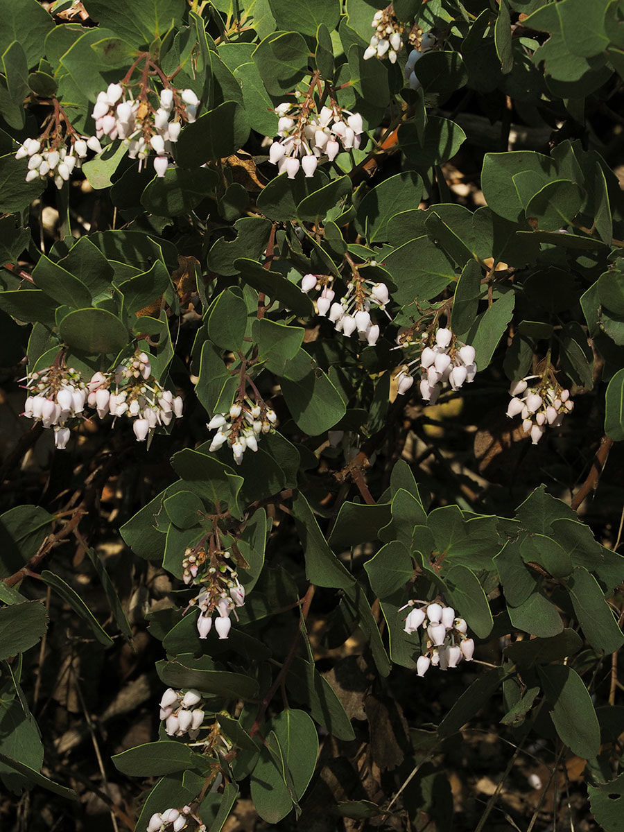 Arctostaphylos manzanita ssp. wieslanderi