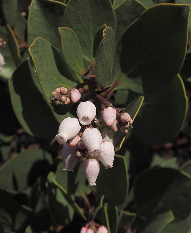 Arctostaphylos manzanita ssp. wieslanderi - Wieslander's Manzanita 