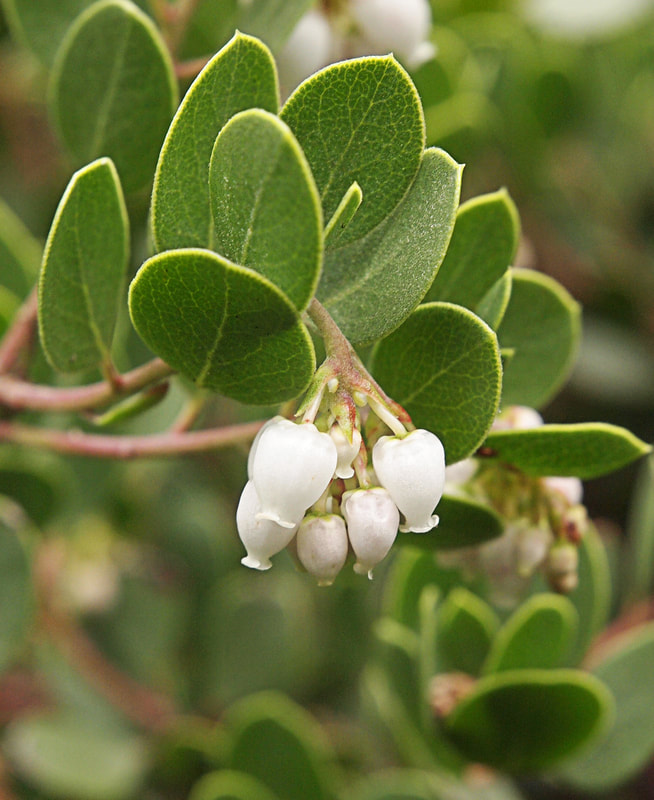 Arctostaphylos montana ssp. ravenii - Presidio Manzanita