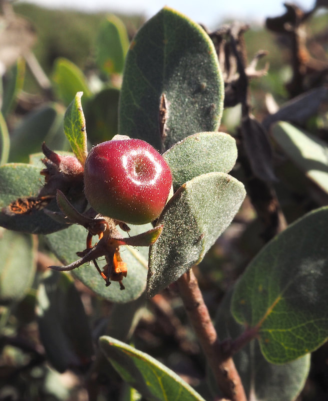 Arctostaphylos morroensis - Morro Manzanita