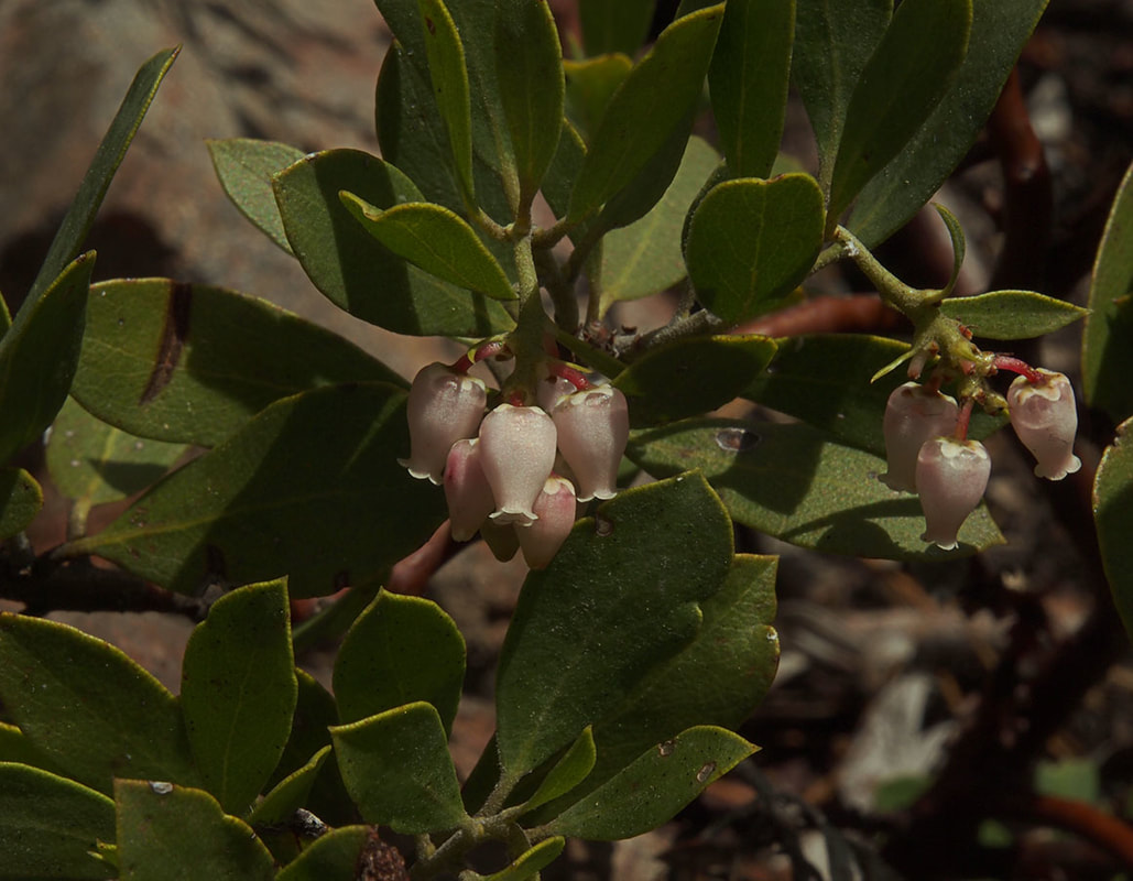 Arctostaphylos nevadensis ssp. nevadensis