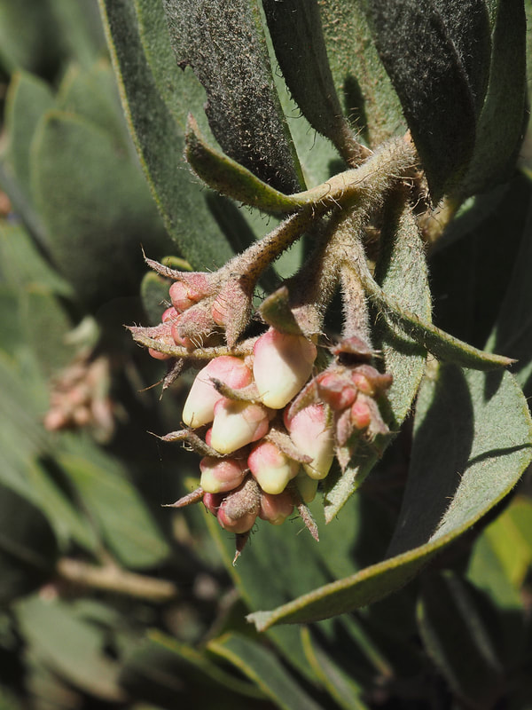 Arctostaphylos nortensis