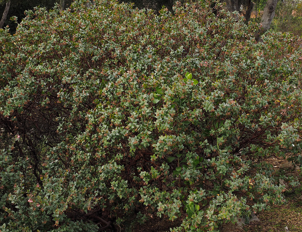Arctostaphylos pajaroensis