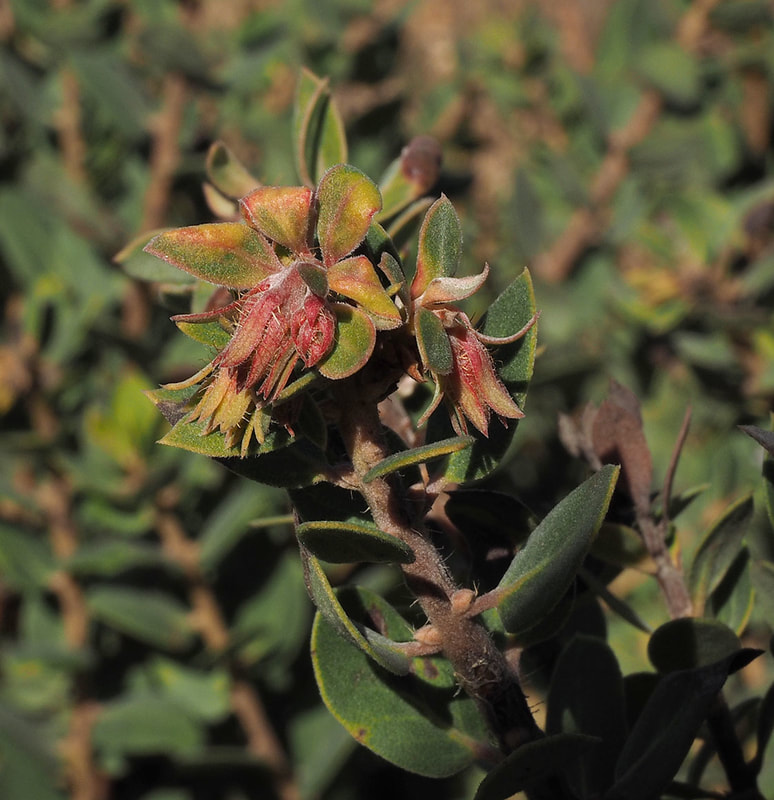 Arctostaphylos pechoensis