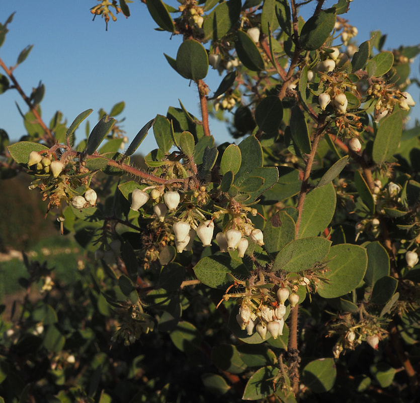 Arctostaphylos pilosula