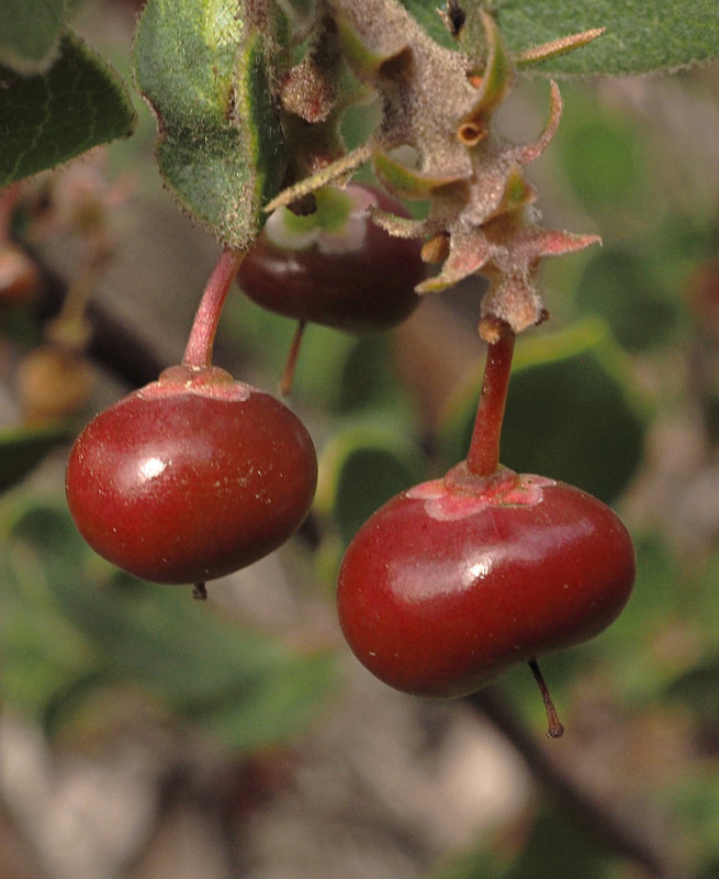 Arctostaphylos rudis - Sand mesa Manzanita