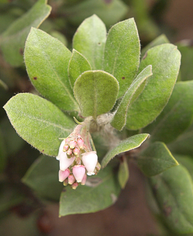 Arctostaphylos tomentosa ssp. daciticola - Dacite Manzanita